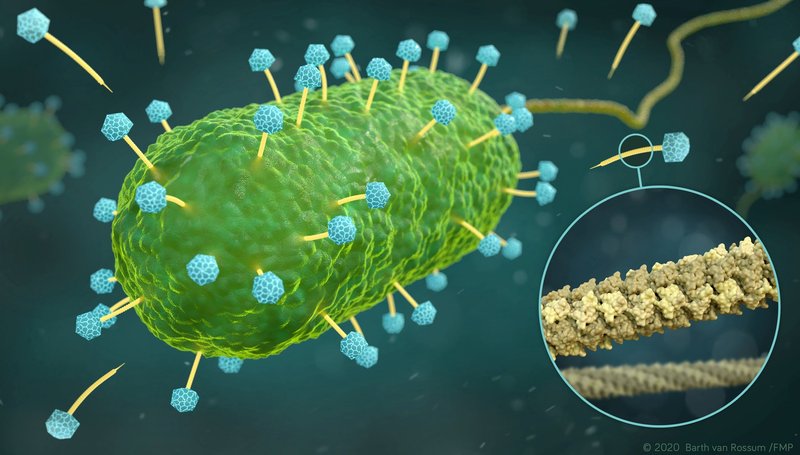 Artistic representation of phages of the family Siphoviridae (yellow and blue) that infect a bacterial cell (green). (Visualization: Barth van Rossum, FMP)