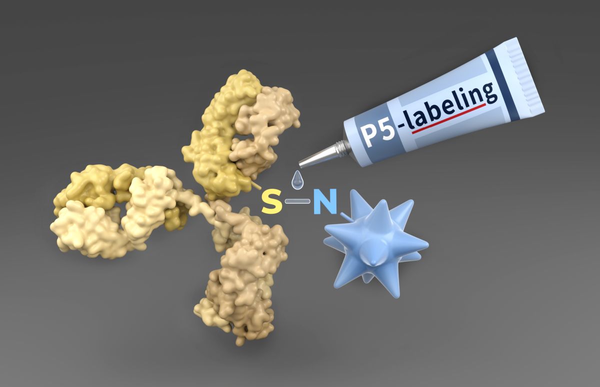 P5-Labeling-Technologie als molekularer Klebstoff zur Gewinnung von Antikörper-Wirkstoff-Konjugaten (ADCs) für klinische Phase-I-Studien gegen Krebs. Visualisierung von Barth van Rossum/FMP