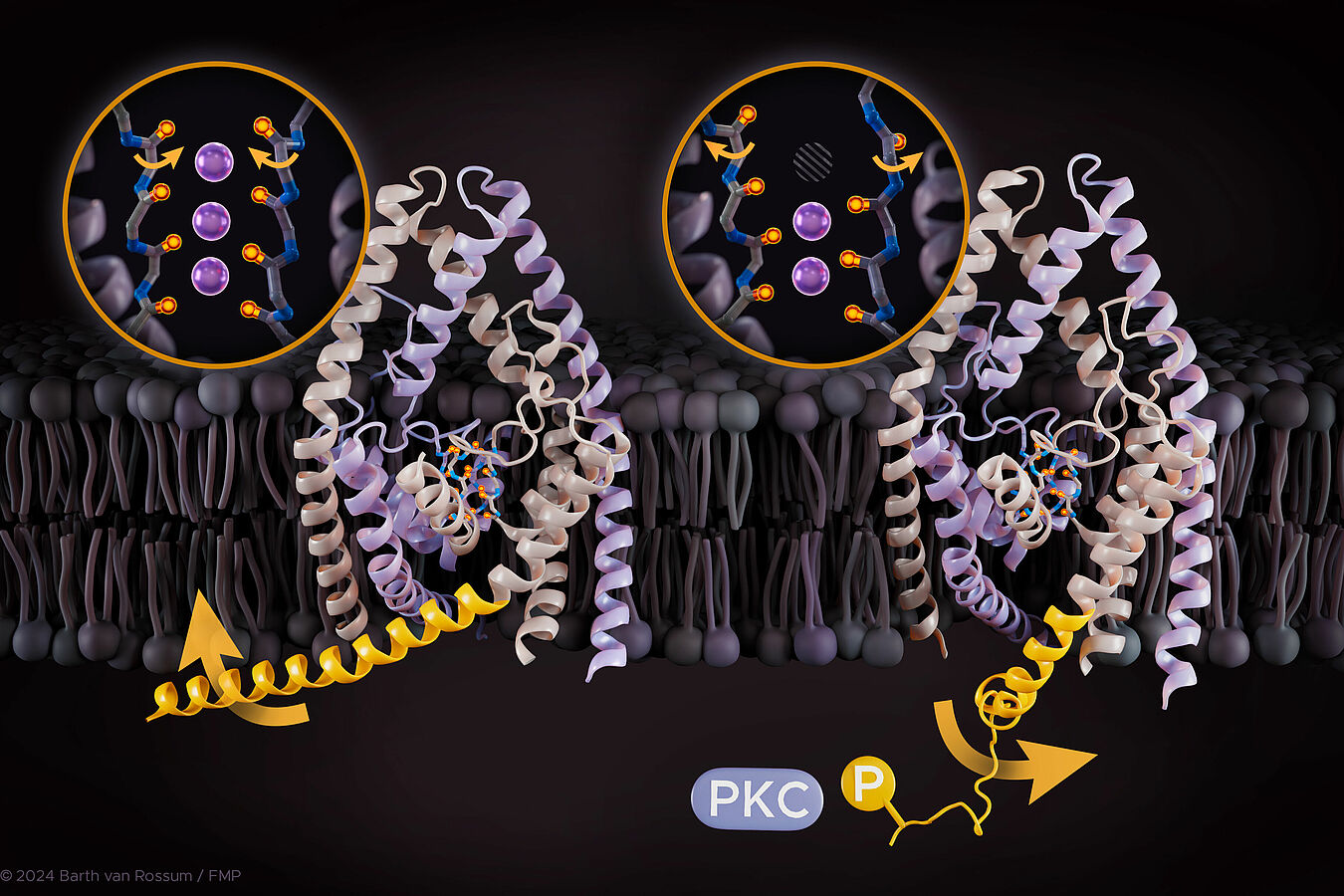 Atomistischer Mechanismus, der veranschaulicht, wie TREK-K2P-Kanäle externe Reize wahrnehmen und die Ionenleitfähigkeit regulieren | Visualisierung: Barth van Rossum